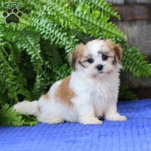 Janelle, Teddy Bear Puppy
