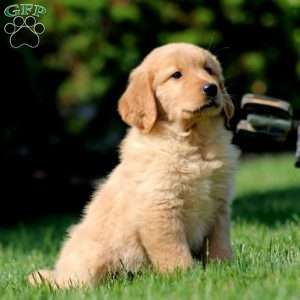 Janelle, Golden Retriever Puppy