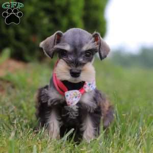 Janie, Miniature Schnauzer Puppy