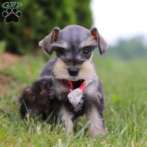 Janie, Miniature Schnauzer Puppy