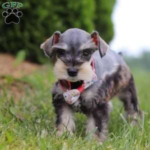 Janie, Miniature Schnauzer Puppy