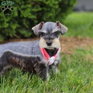 Janie, Miniature Schnauzer Puppy