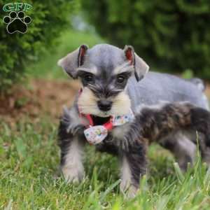 Janie, Miniature Schnauzer Puppy