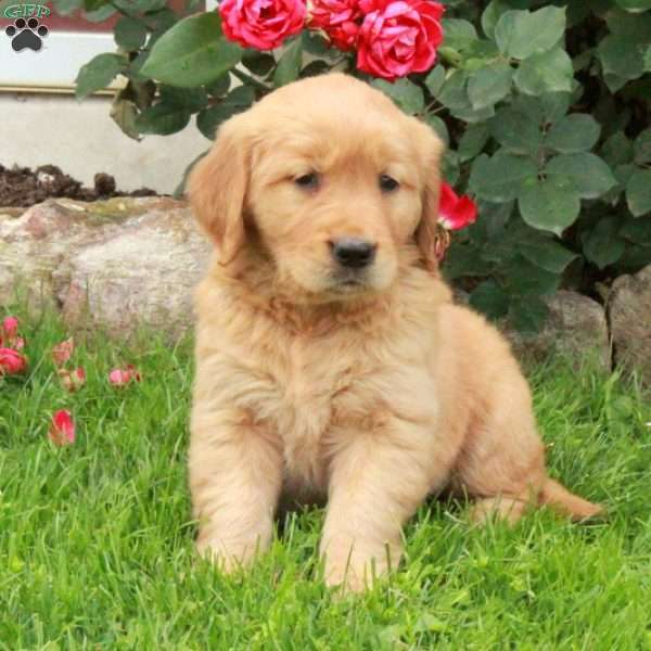Janie, Golden Retriever Puppy