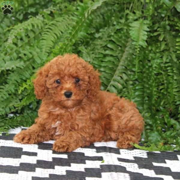 Janie, Miniature Poodle Puppy