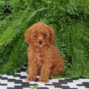 Janie, Miniature Poodle Puppy
