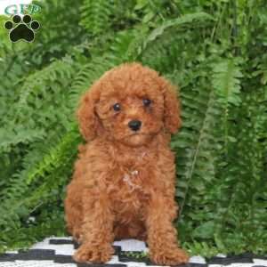 Janie, Miniature Poodle Puppy