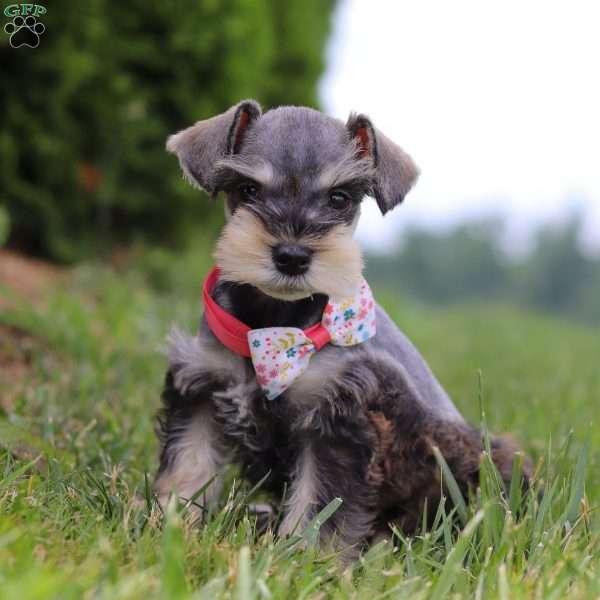Janie, Miniature Schnauzer Puppy
