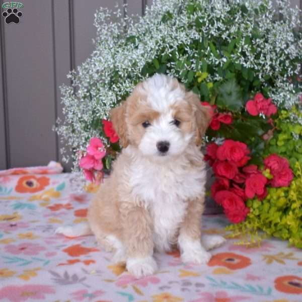 Jasmine, Mini Bernedoodle Puppy