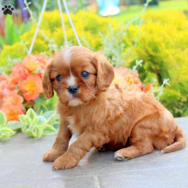 Jasmine, Cavalier King Charles Spaniel Puppy