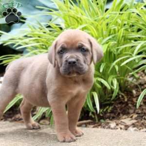 Jasmine, Cane Corso Puppy