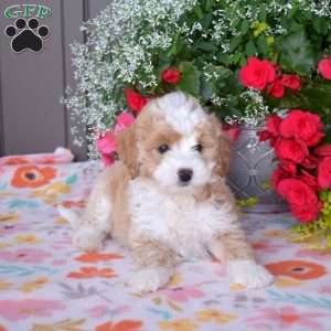 Jasmine, Mini Bernedoodle Puppy
