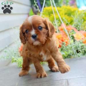 Jasmine, Cavalier King Charles Spaniel Puppy