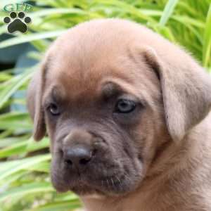 Jasmine, Cane Corso Puppy