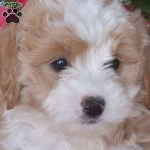Jasmine, Mini Bernedoodle Puppy