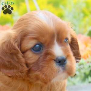 Jasmine, Cavalier King Charles Spaniel Puppy
