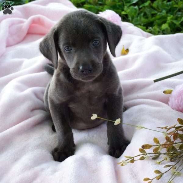 Jasmine, Charcoal Labrador Retriever Puppy