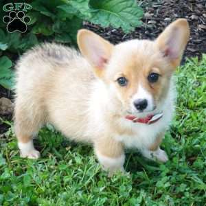 Jasmine, Pembroke Welsh Corgi Puppy