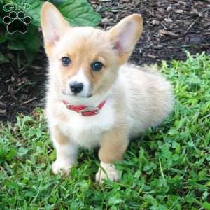 Jasmine, Pembroke Welsh Corgi Puppy