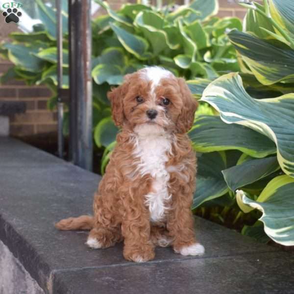 Jason, Cavapoo Puppy