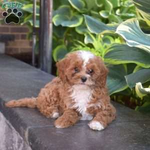 Jason, Cavapoo Puppy
