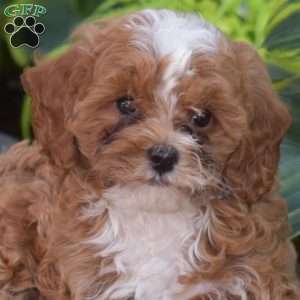 Jason, Cavapoo Puppy