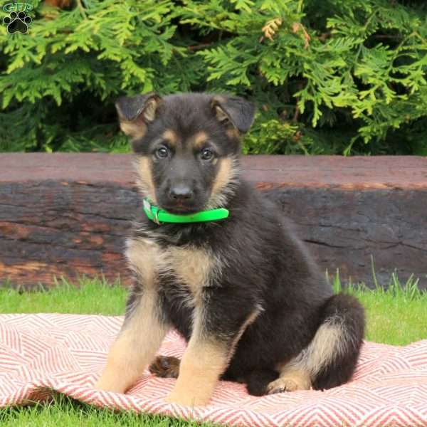 Jasper, German Shepherd Puppy
