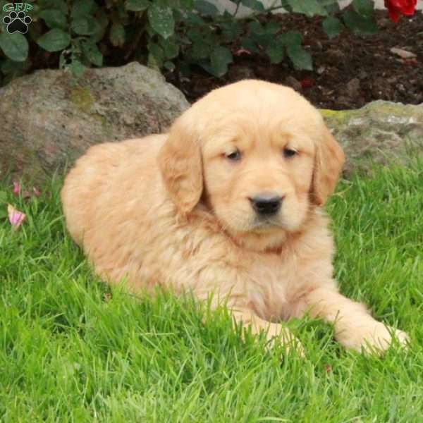 Jasper, Golden Retriever Puppy