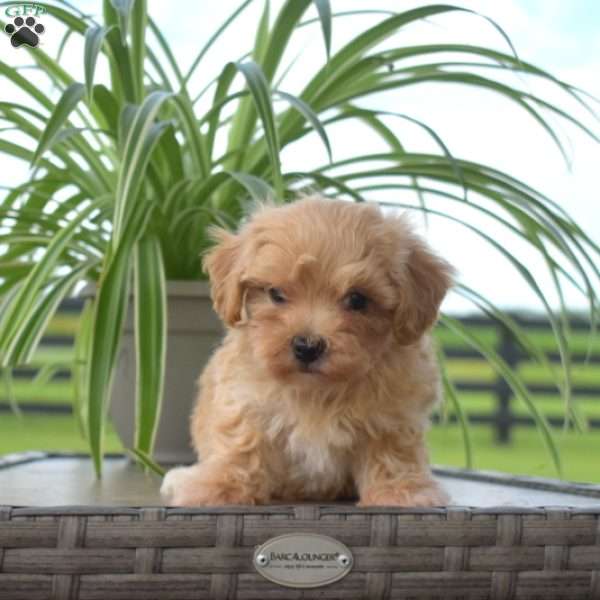 Jasper, Maltipoo Puppy