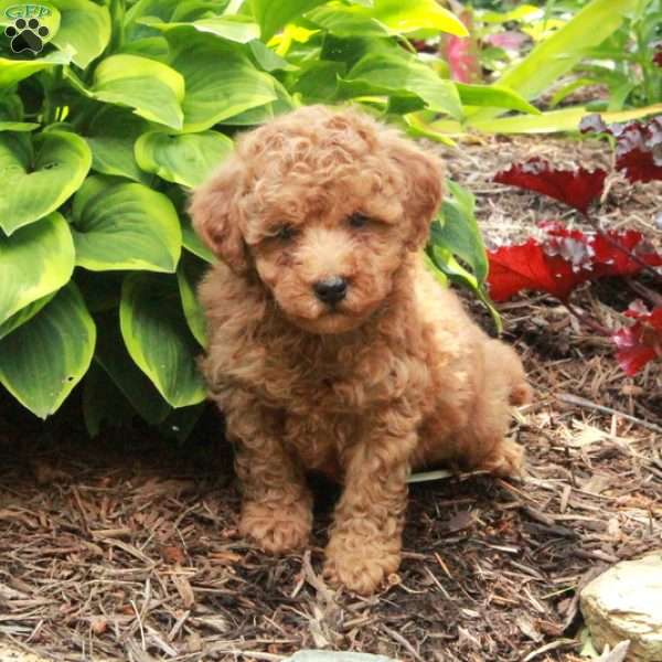 Jasper, Miniature Poodle Puppy