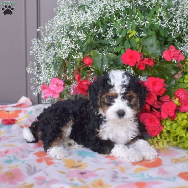 Jasper, Mini Bernedoodle Puppy