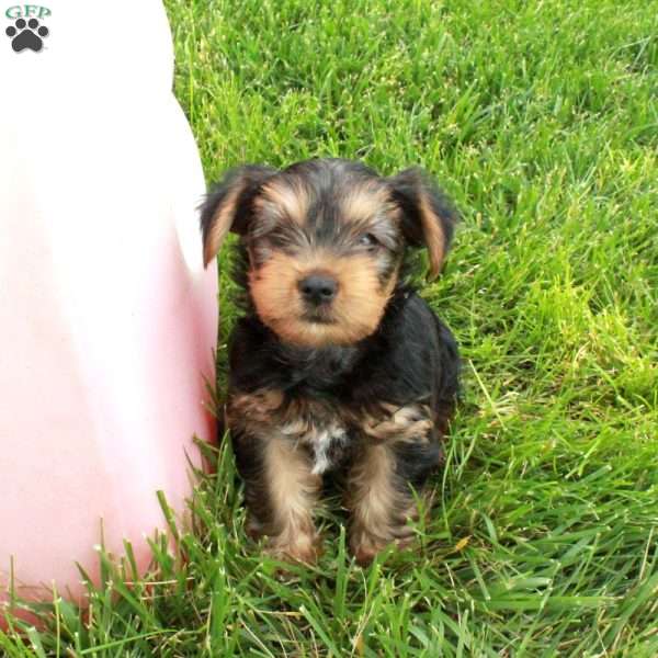 Jasper, Yorkie Puppy
