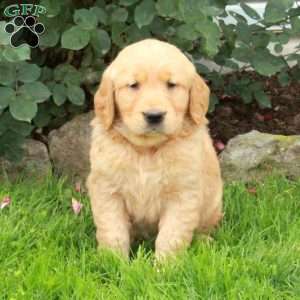 Jasper, Golden Retriever Puppy