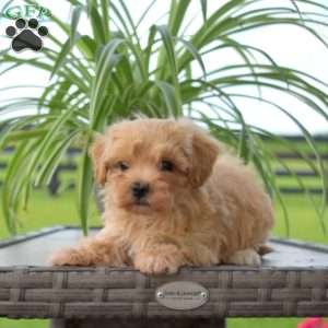 Jasper, Maltipoo Puppy