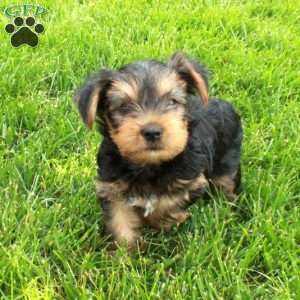 Jasper, Yorkie Puppy