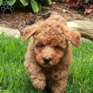 Jasper, Miniature Poodle Puppy