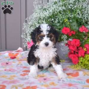 Jasper, Mini Bernedoodle Puppy