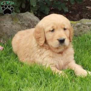 Jasper, Golden Retriever Puppy