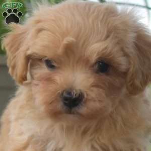 Jasper, Maltipoo Puppy