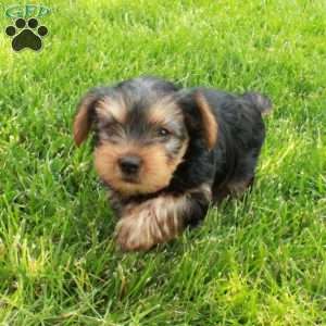 Jasper, Yorkie Puppy
