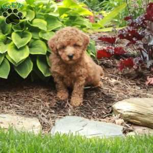 Jasper, Miniature Poodle Puppy