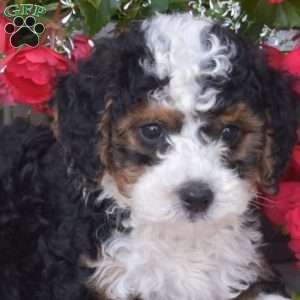 Jasper, Mini Bernedoodle Puppy