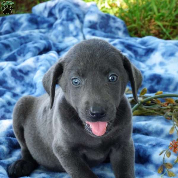 Jasper, Charcoal Labrador Retriever Puppy