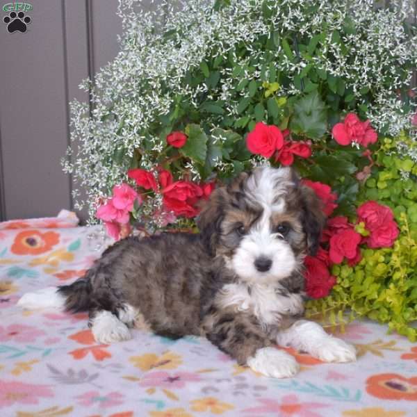 Java, Mini Bernedoodle Puppy