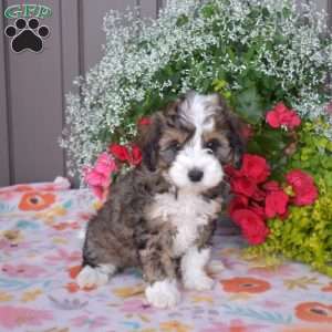 Java, Mini Bernedoodle Puppy
