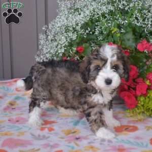 Java, Mini Bernedoodle Puppy