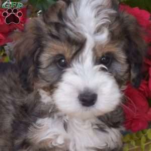 Java, Mini Bernedoodle Puppy