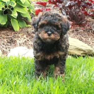 Java, Miniature Poodle Puppy