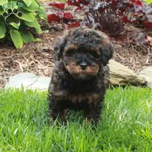 Java, Miniature Poodle Puppy