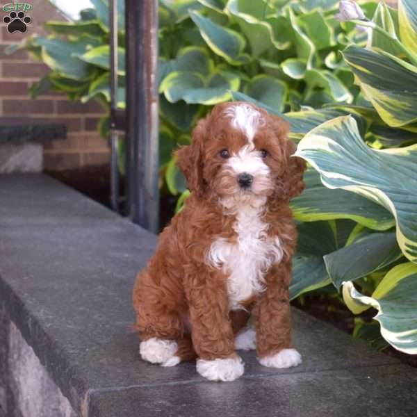 Javon, Cavapoo Puppy